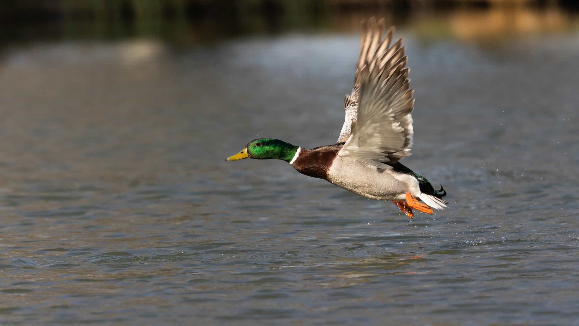 Mallard duck taking off from a body of water, wings spread and feet just above the surface.